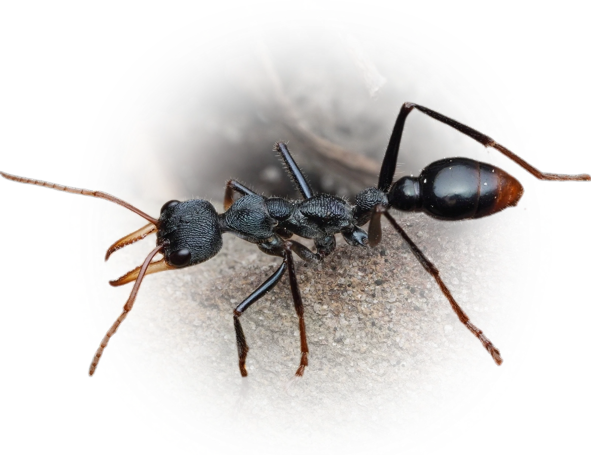 Myrmecia tarsata