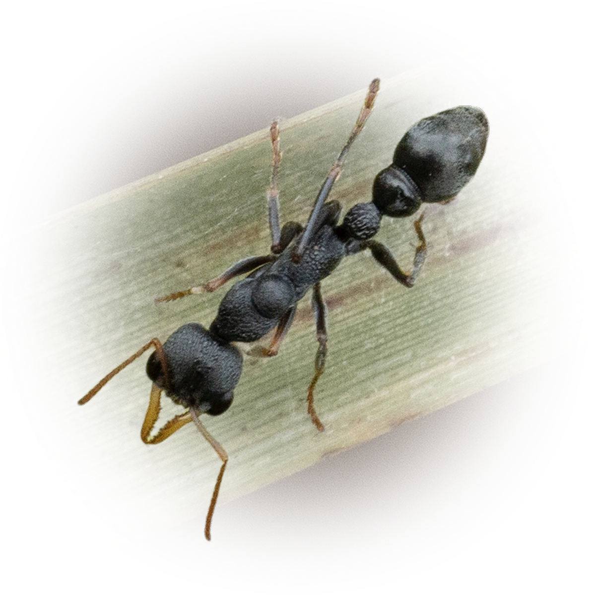Myrmecia urens