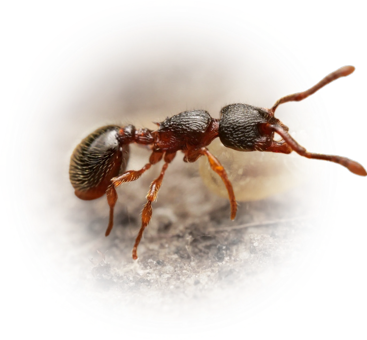 Myrmecina graminicola