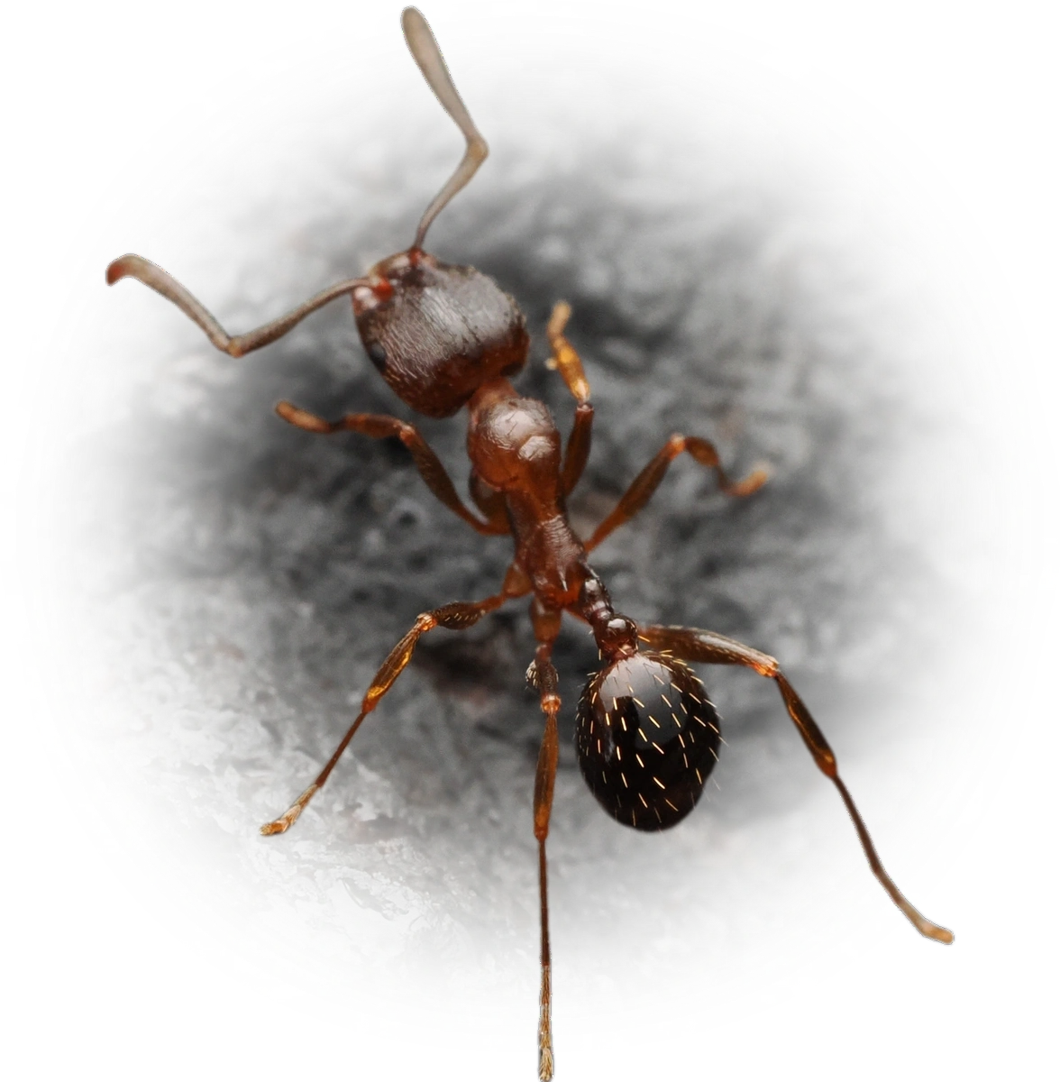 Aphaenogaster occidentalis