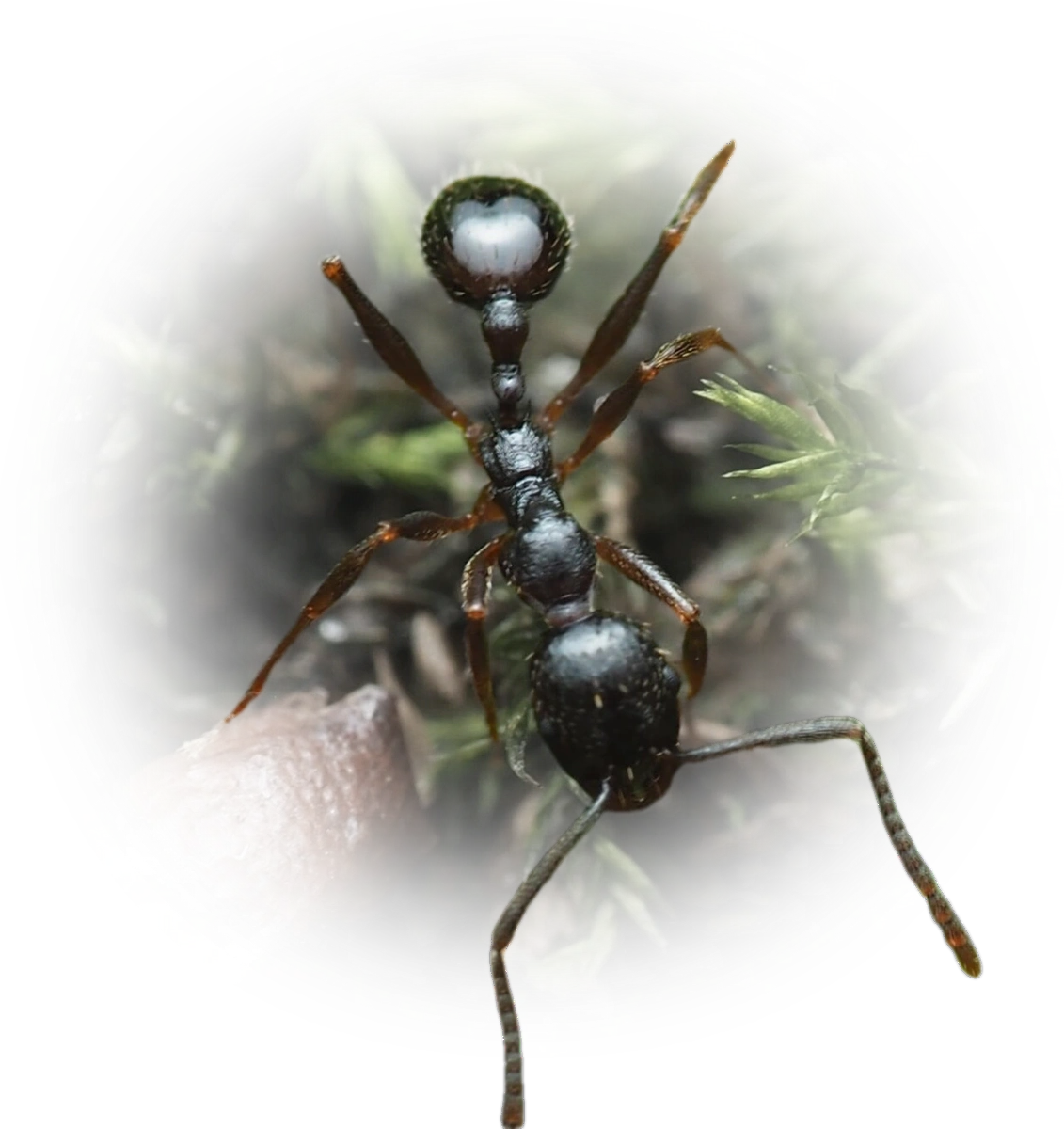 Aphaenogaster picea