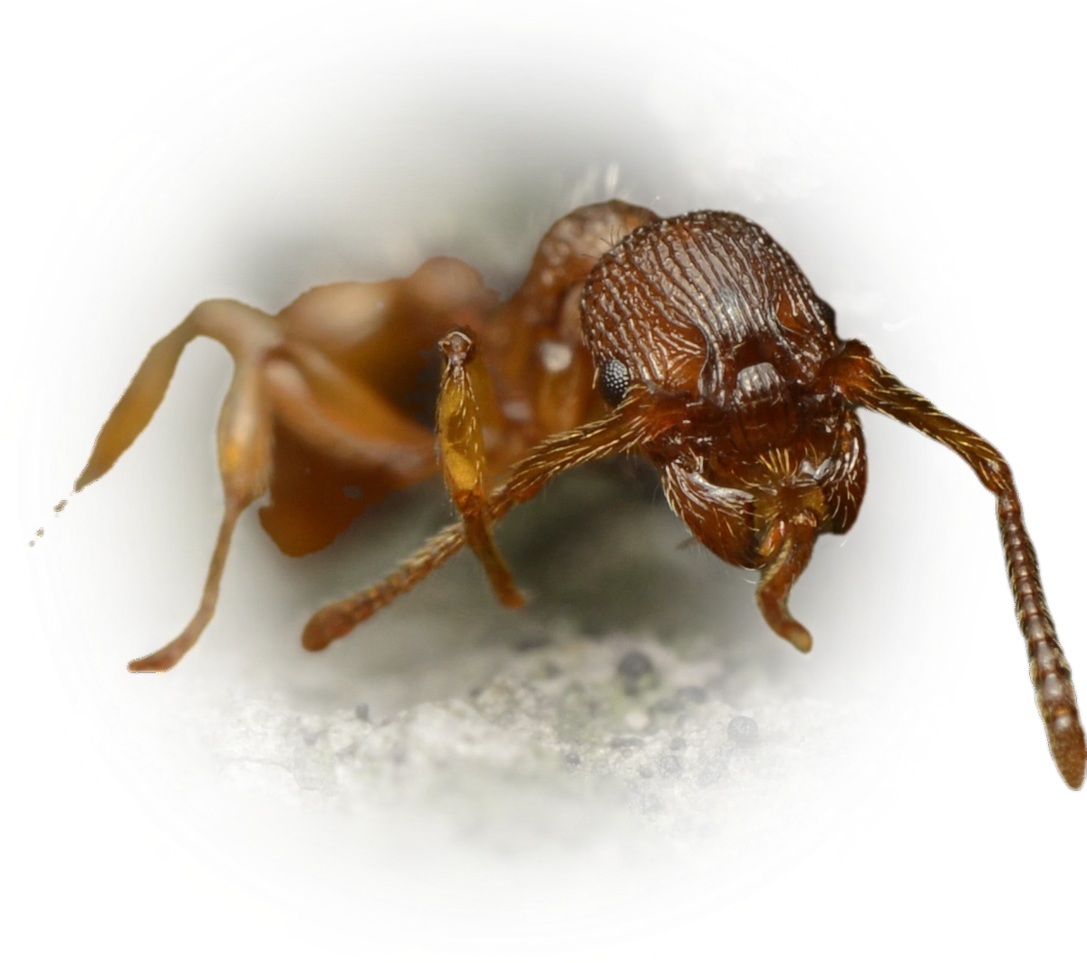 Myrmica lonae