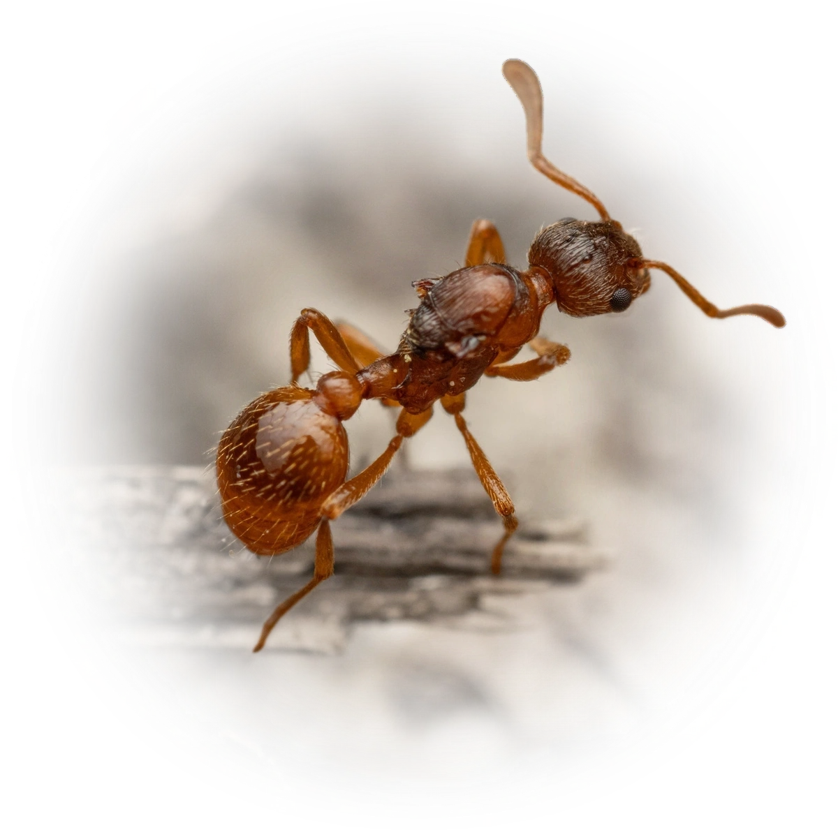 Myrmica rubra
