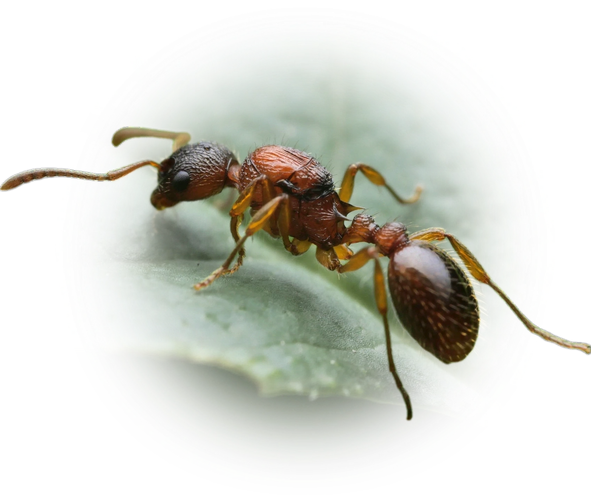 Myrmica ruginodis