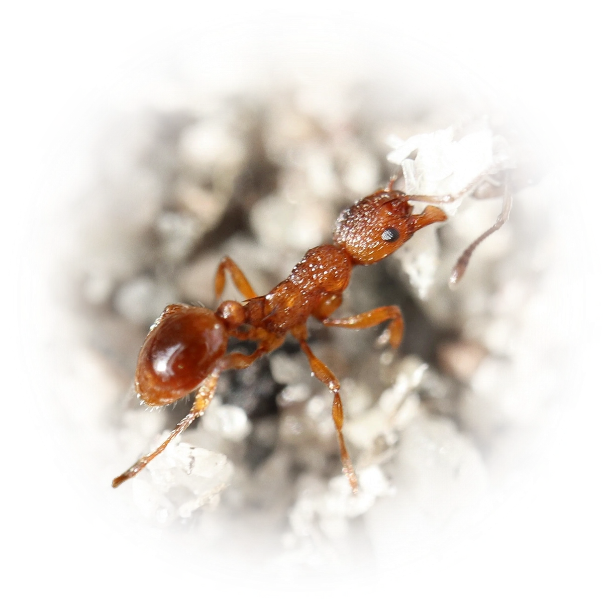 Myrmica rugulosa