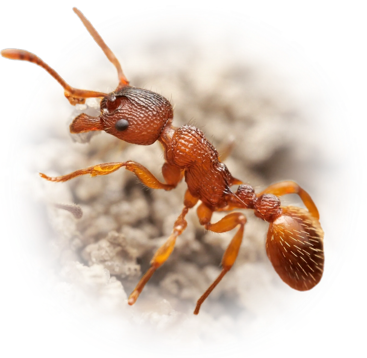Myrmica sabuleti