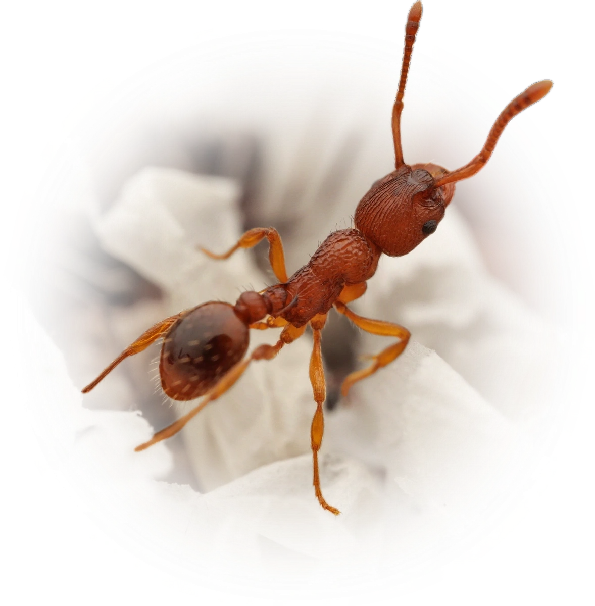 Myrmica scabrinodis