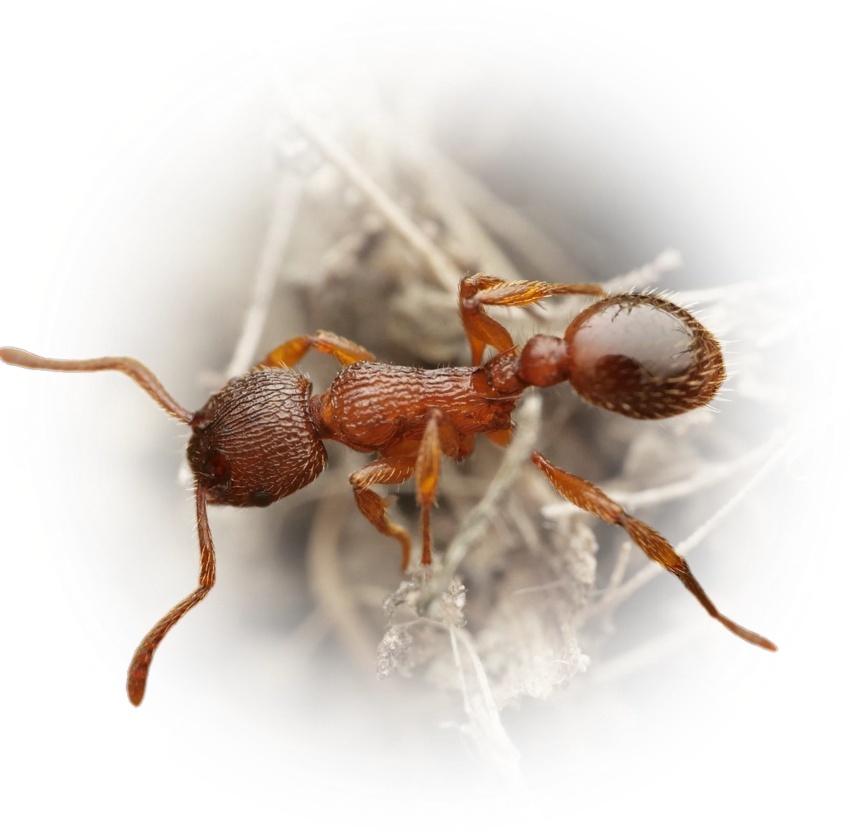 Scientific illustration of Myrmica schencki ant - showing key identification features including head, thorax, and gaster.