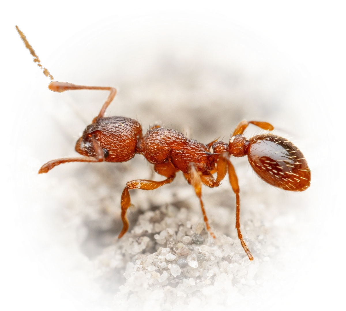 Myrmica specioides