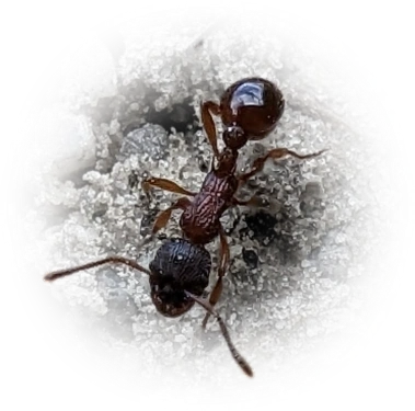 Scientific illustration of Myrmica sulcinodis ant - showing key identification features including head, thorax, and gaster.