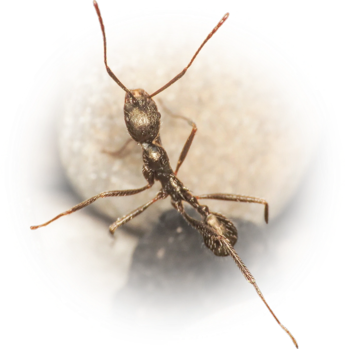 Aphaenogaster spinosa