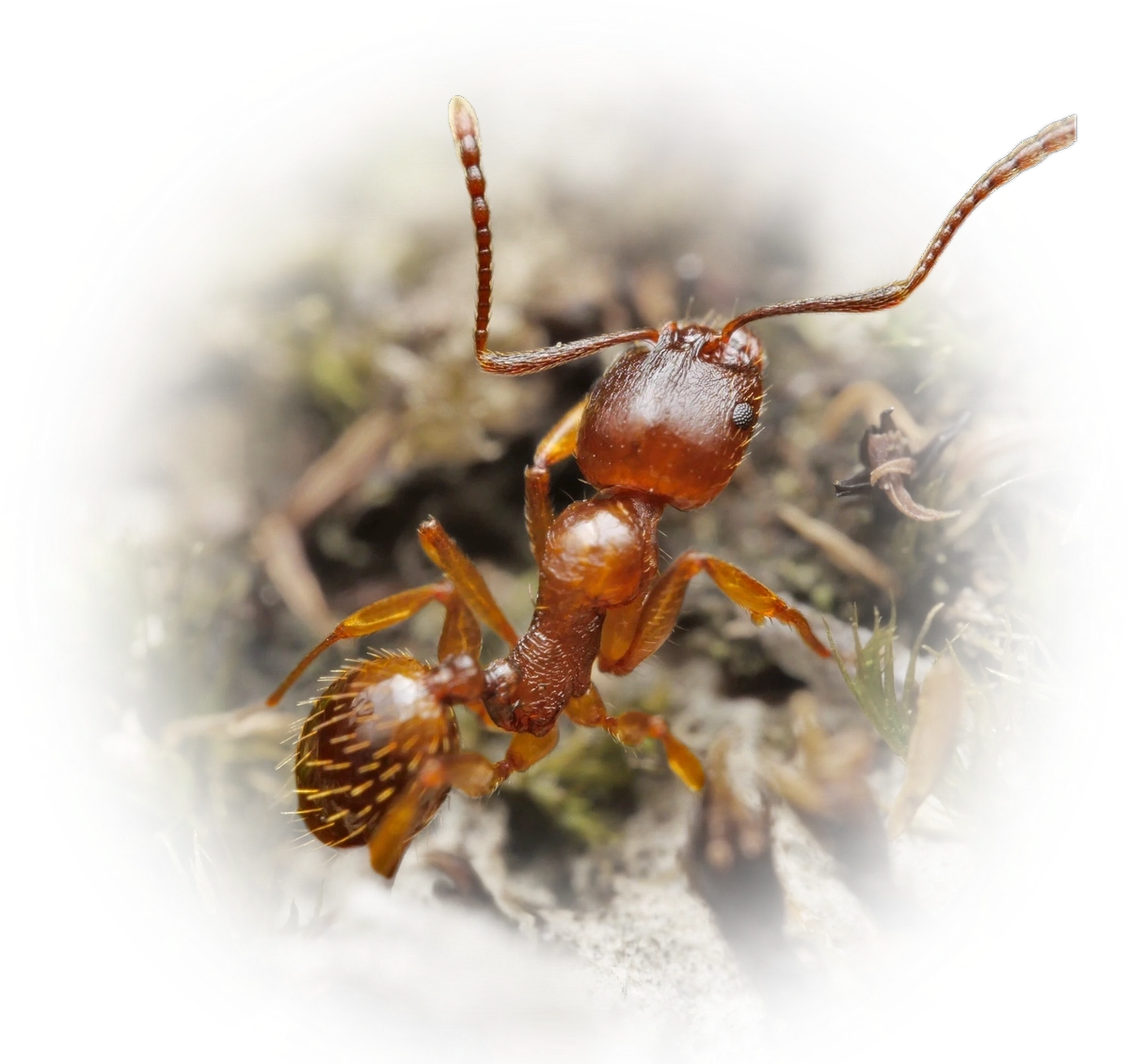 Scientific illustration of Aphaenogaster subterranea ant - showing key identification features including head, thorax, and gaster.