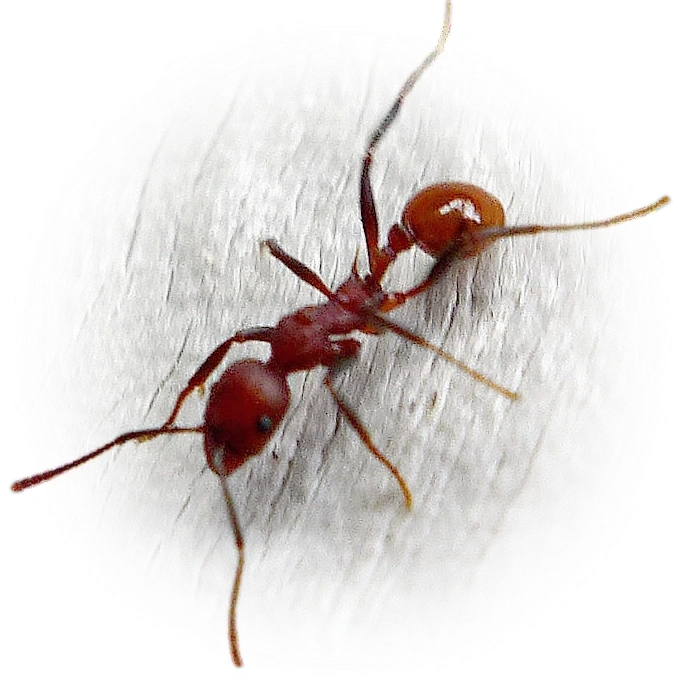 Aphaenogaster tennesseensis
