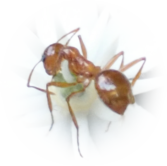 Notoncus spinisquamis