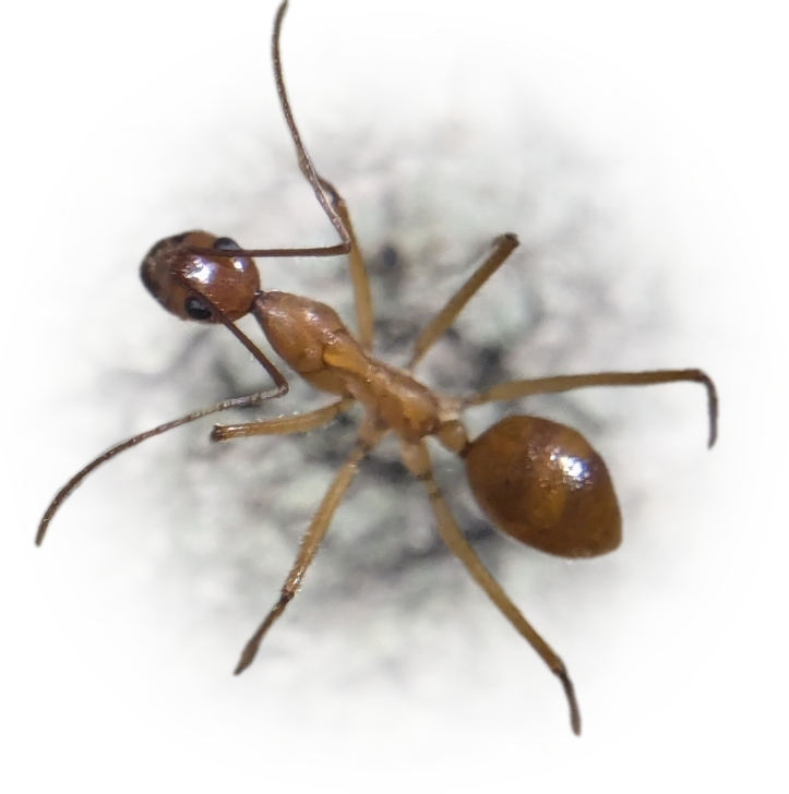 Scientific illustration of Notostigma foreli ant - showing key identification features including head, thorax, and gaster.