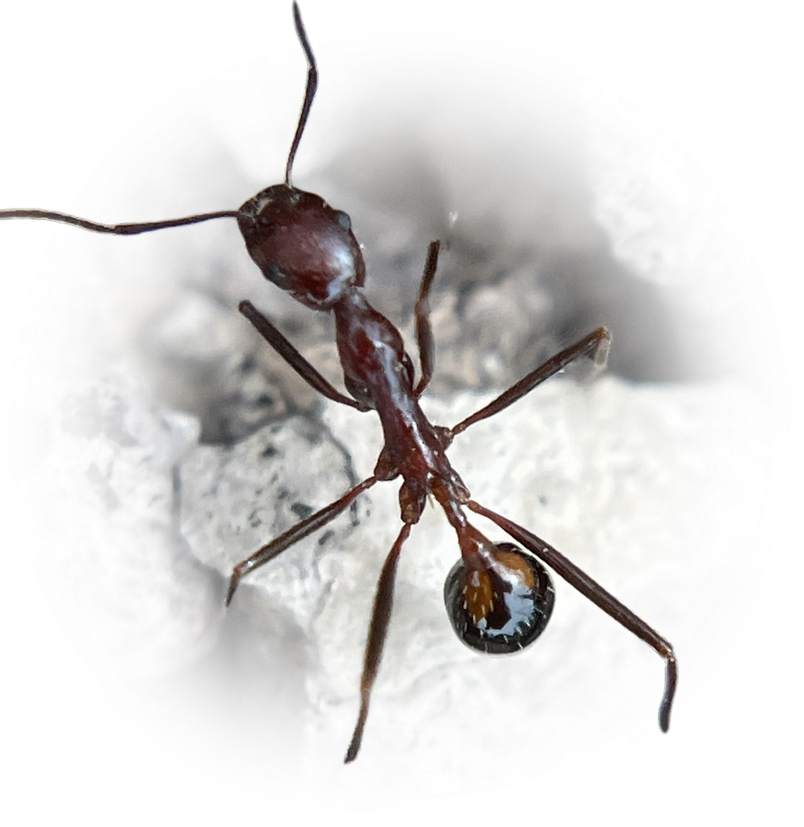 Scientific illustration of Novomessor cockerelli ant - showing key identification features including head, thorax, and gaster.