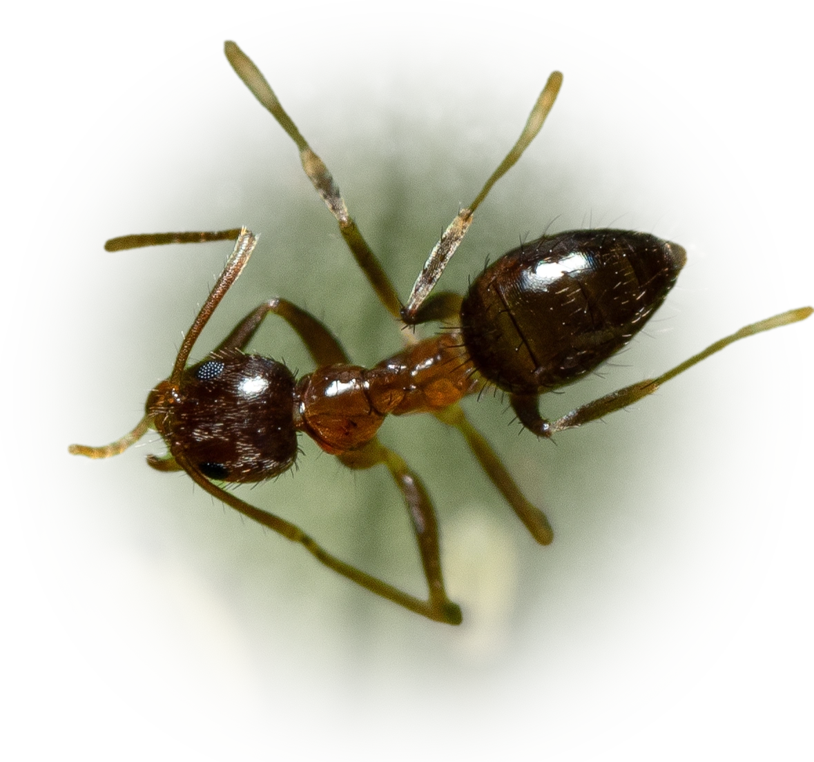 Nylanderia faisonensis