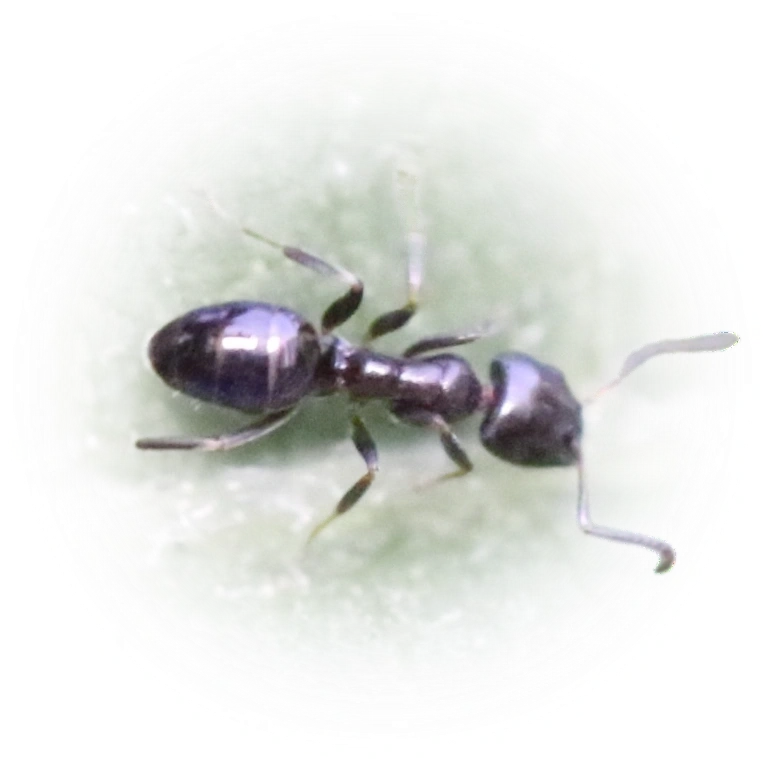 Scientific illustration of Ochetellus glaber ant - showing key identification features including head, thorax, and gaster.