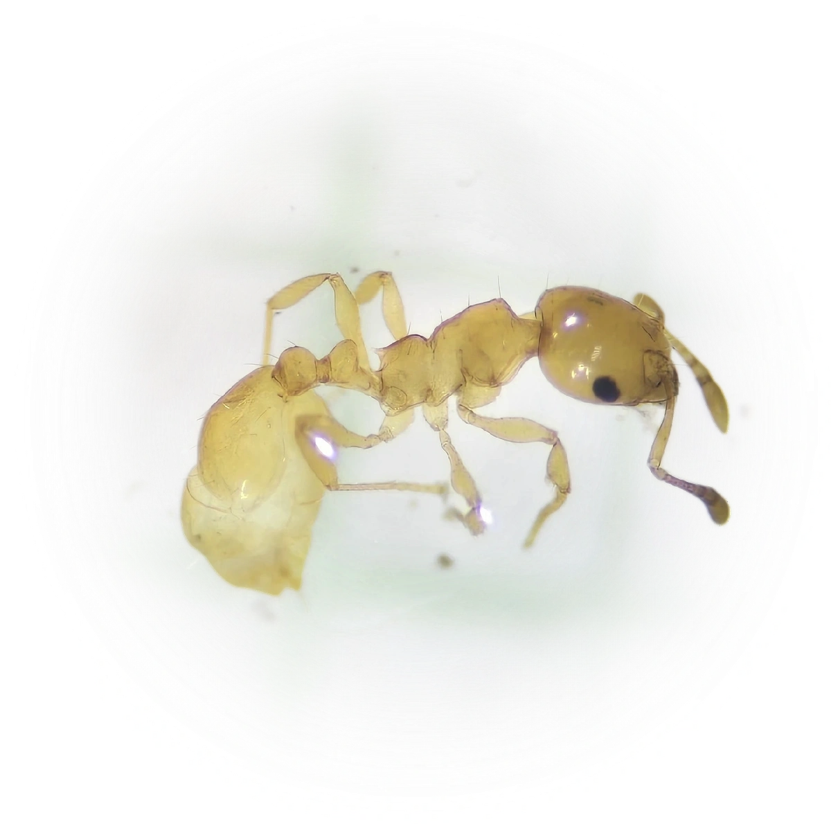 Ochetomyrmex neopolitus