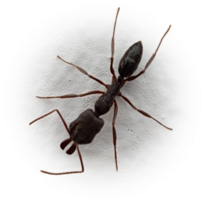 Scientific illustration of Odontomachus bauri ant - showing key identification features including head, thorax, and gaster.