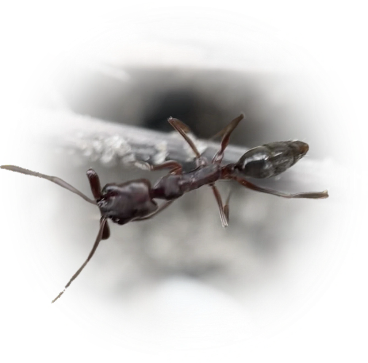 Odontomachus brunneus