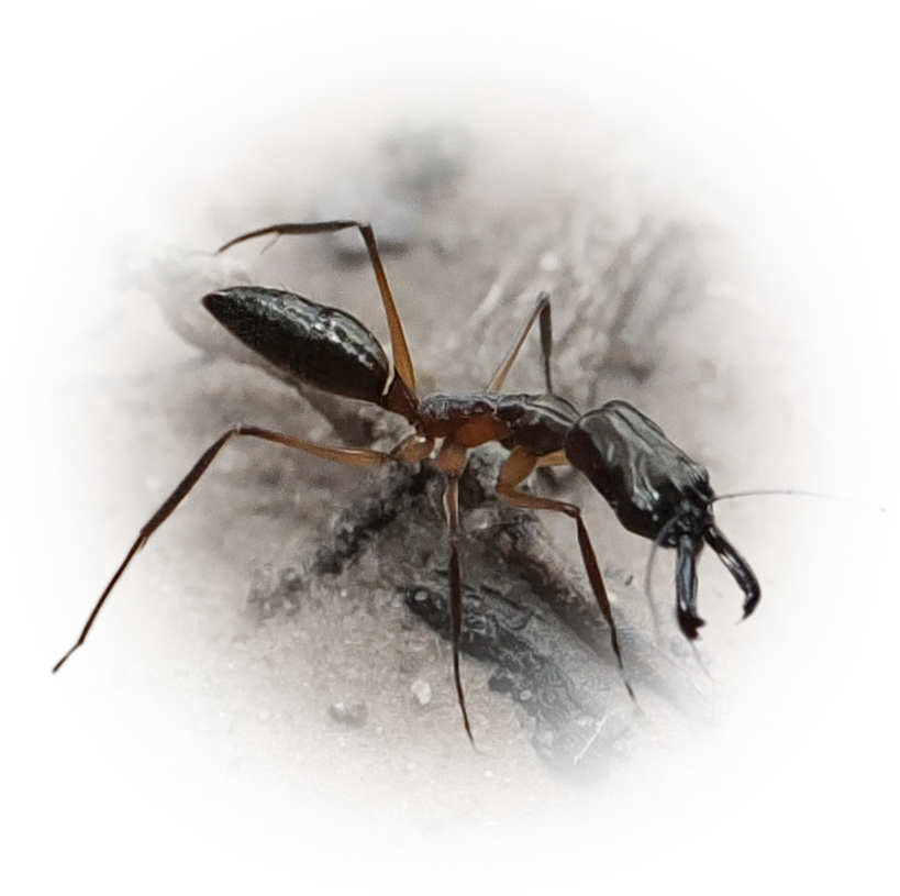 Scientific illustration of Odontomachus chelifer ant - showing key identification features including head, thorax, and gaster.