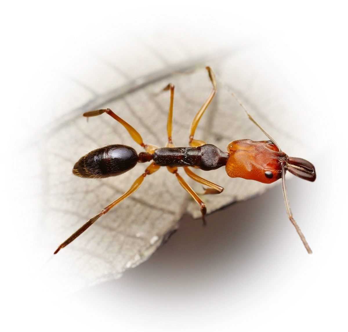 Odontomachus erythrocephalus