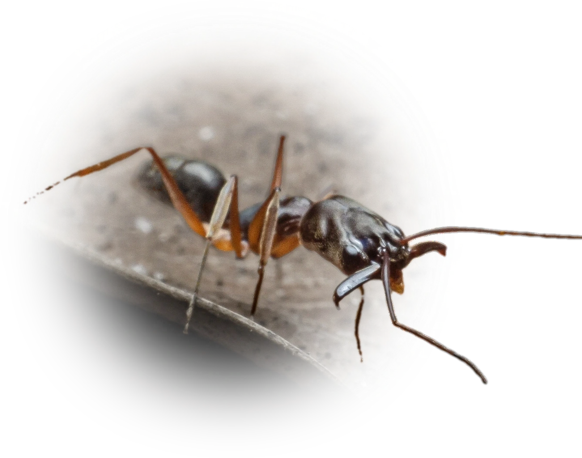 Odontomachus haematodus