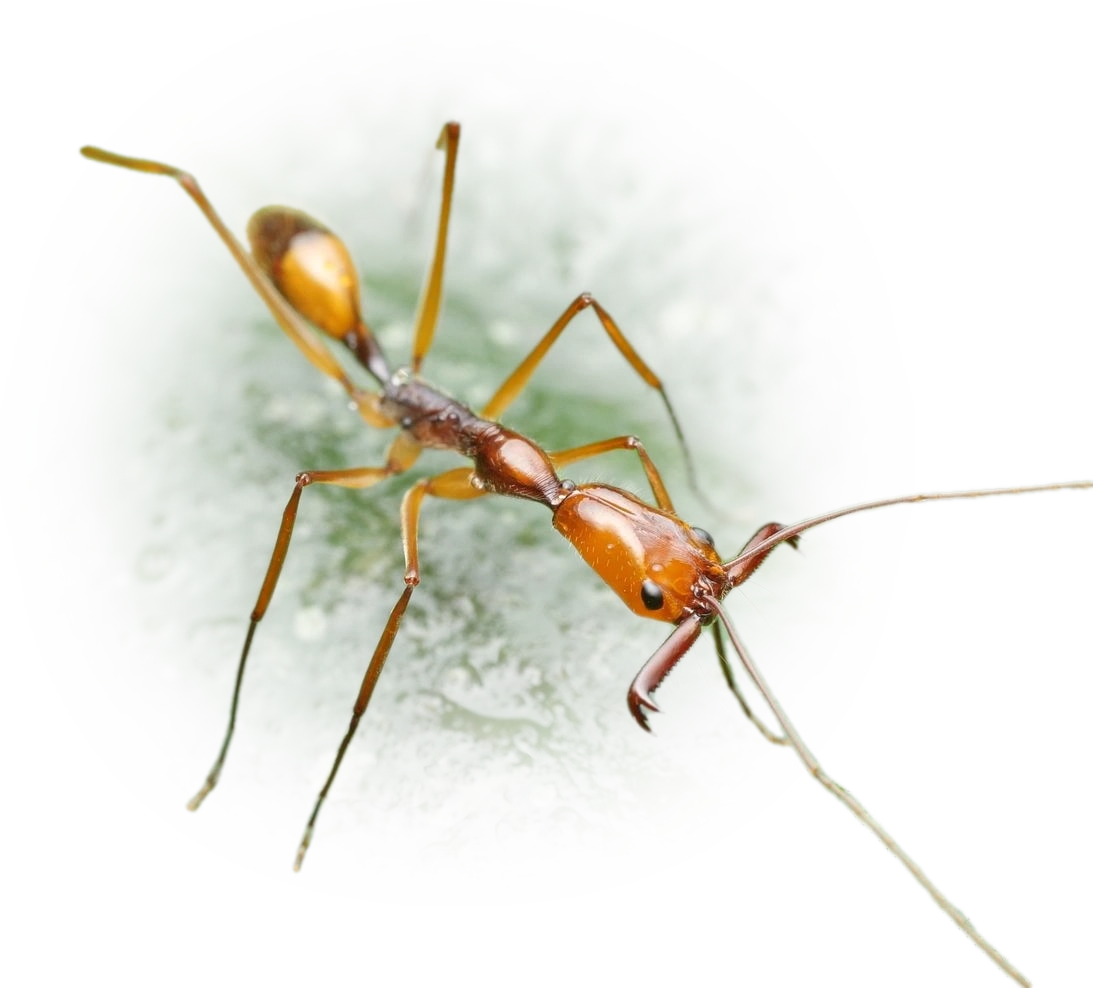 Odontomachus hastatus