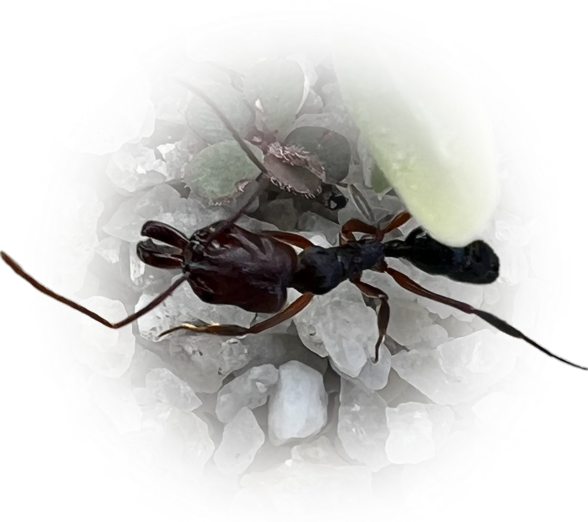 Scientific illustration of Odontomachus ruginodis ant - showing key identification features including head, thorax, and gaster.