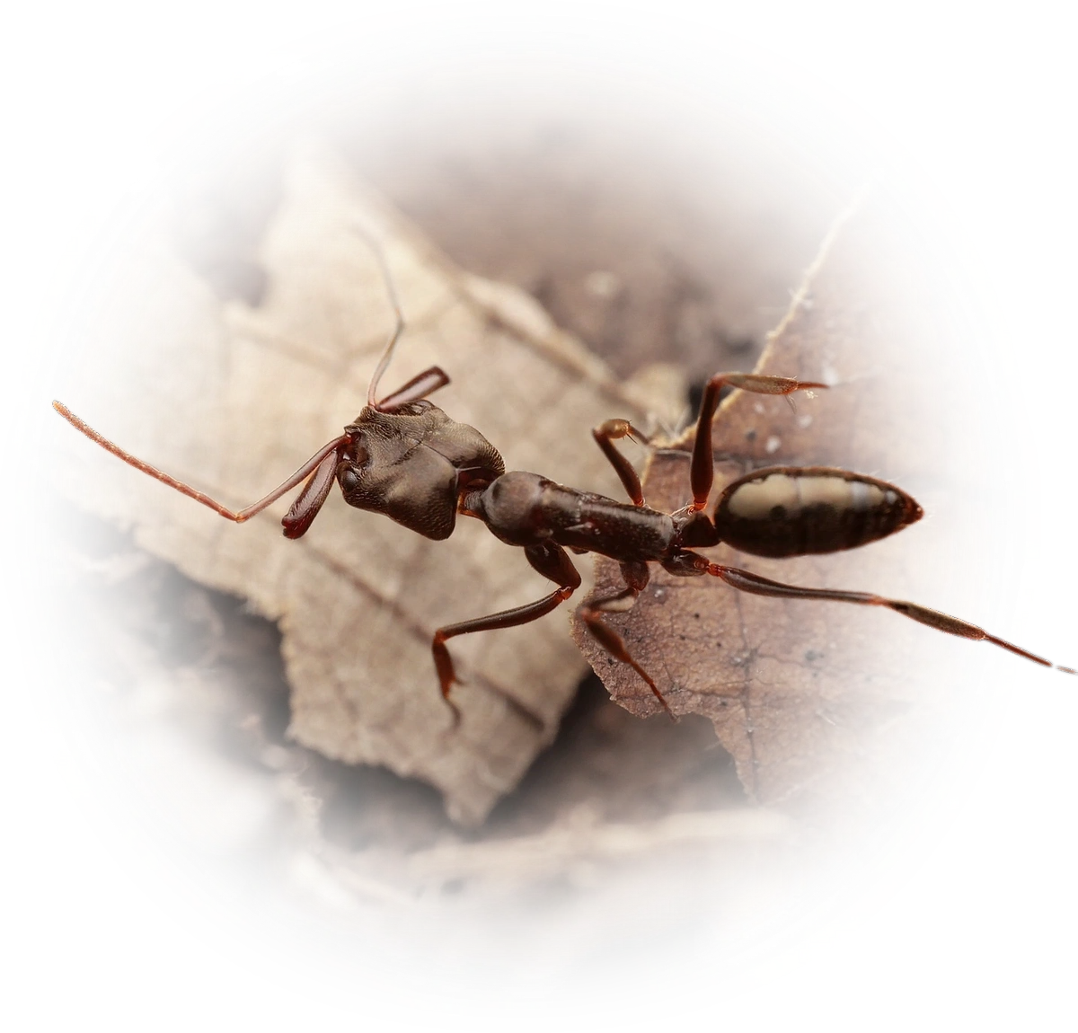 Odontomachus simillimus