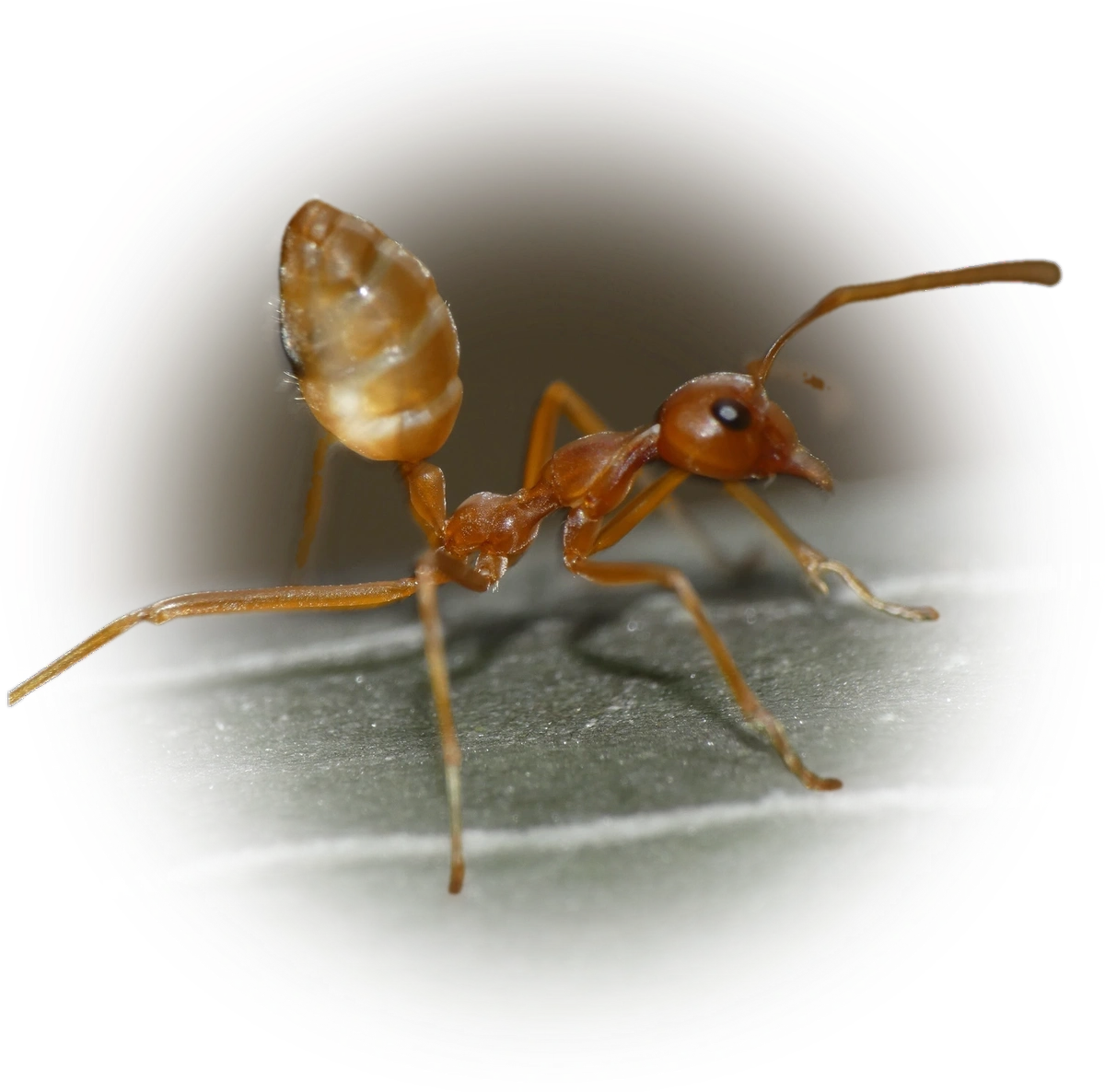 Oecophylla longinoda