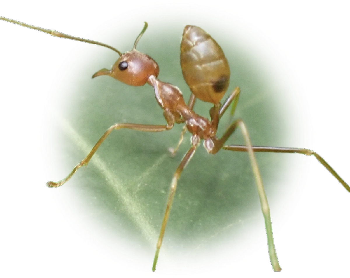 Oecophylla smaragdina