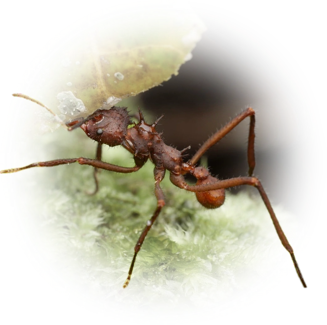 Acromyrmex octospinosus