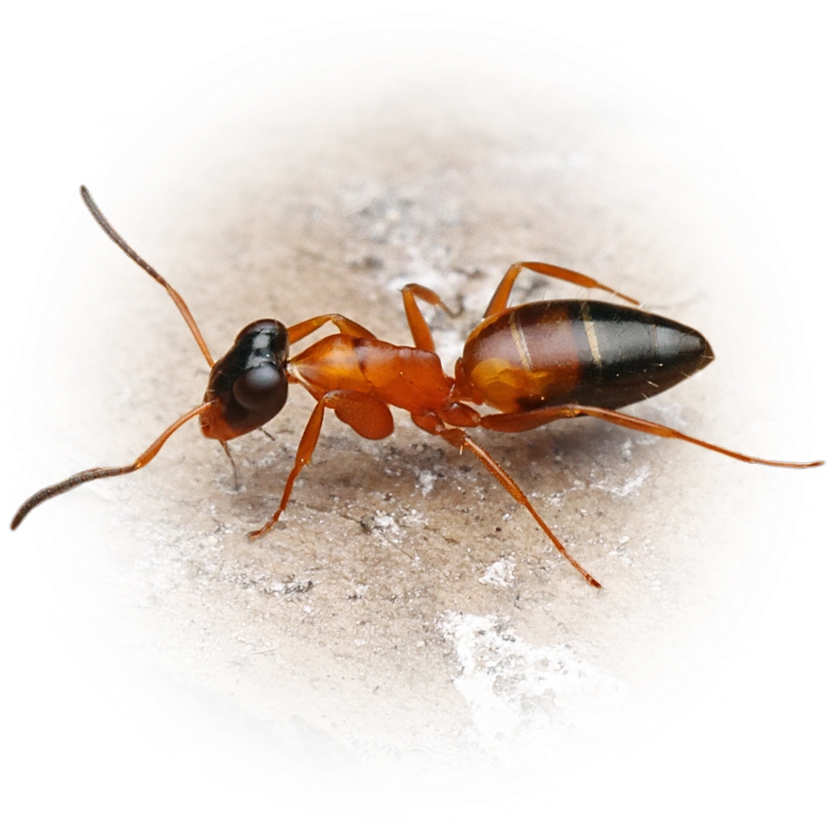 Opisthopsis rufithorax