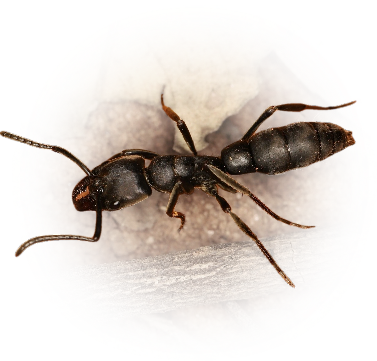 Pachycondyla crassinoda