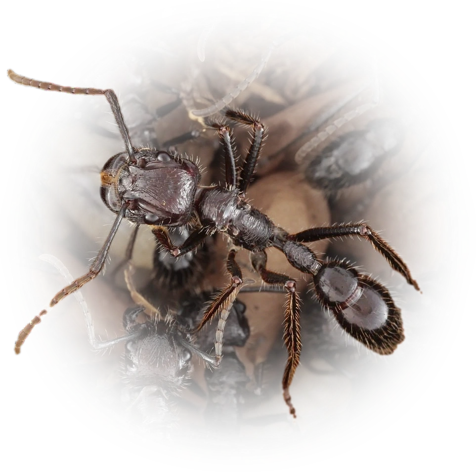 Scientific illustration of Paraponera clavata ant - showing key identification features including head, thorax, and gaster.