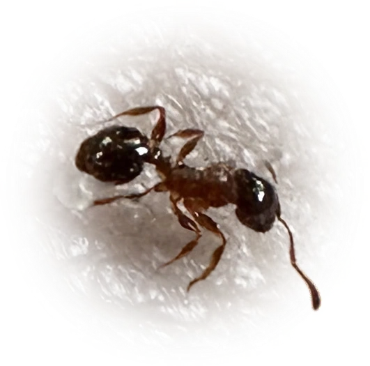 Pheidole bicarinata