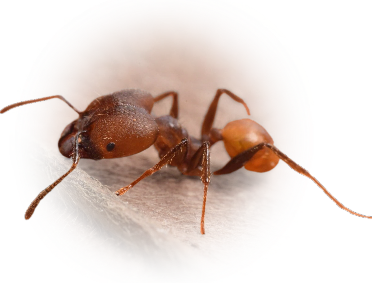 Scientific illustration of Pheidole biconstricta ant - showing key identification features including head, thorax, and gaster.