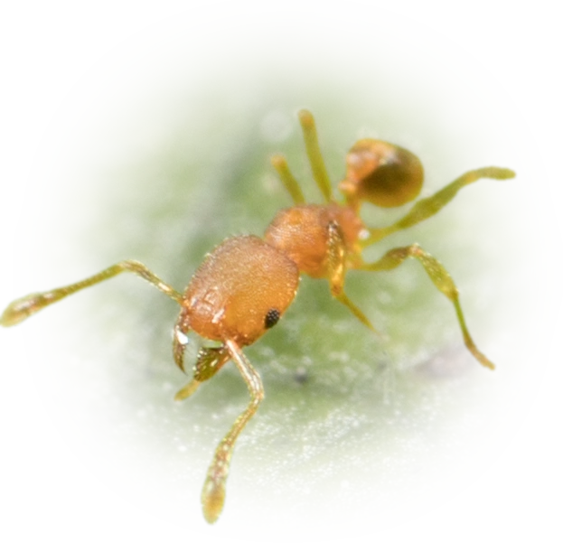 Pheidole bilimeki