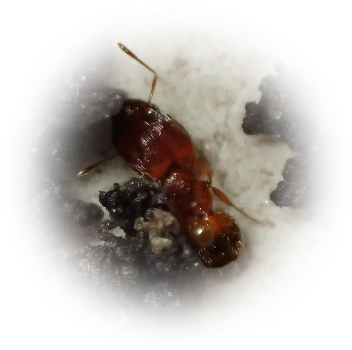 Scientific illustration of Pheidole fervida ant - showing key identification features including head, thorax, and gaster.
