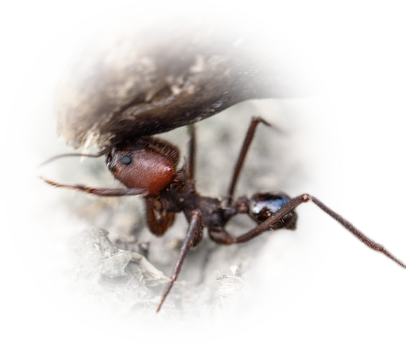 Scientific illustration of Atta vollenweideri ant - showing key identification features including head, thorax, and gaster.