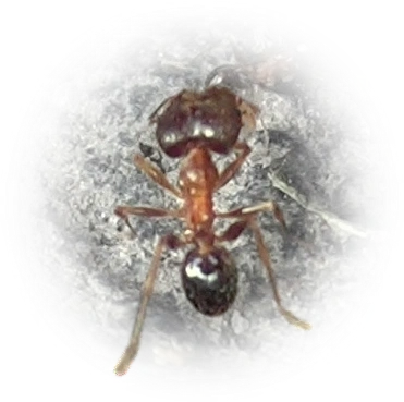 Pheidole indica