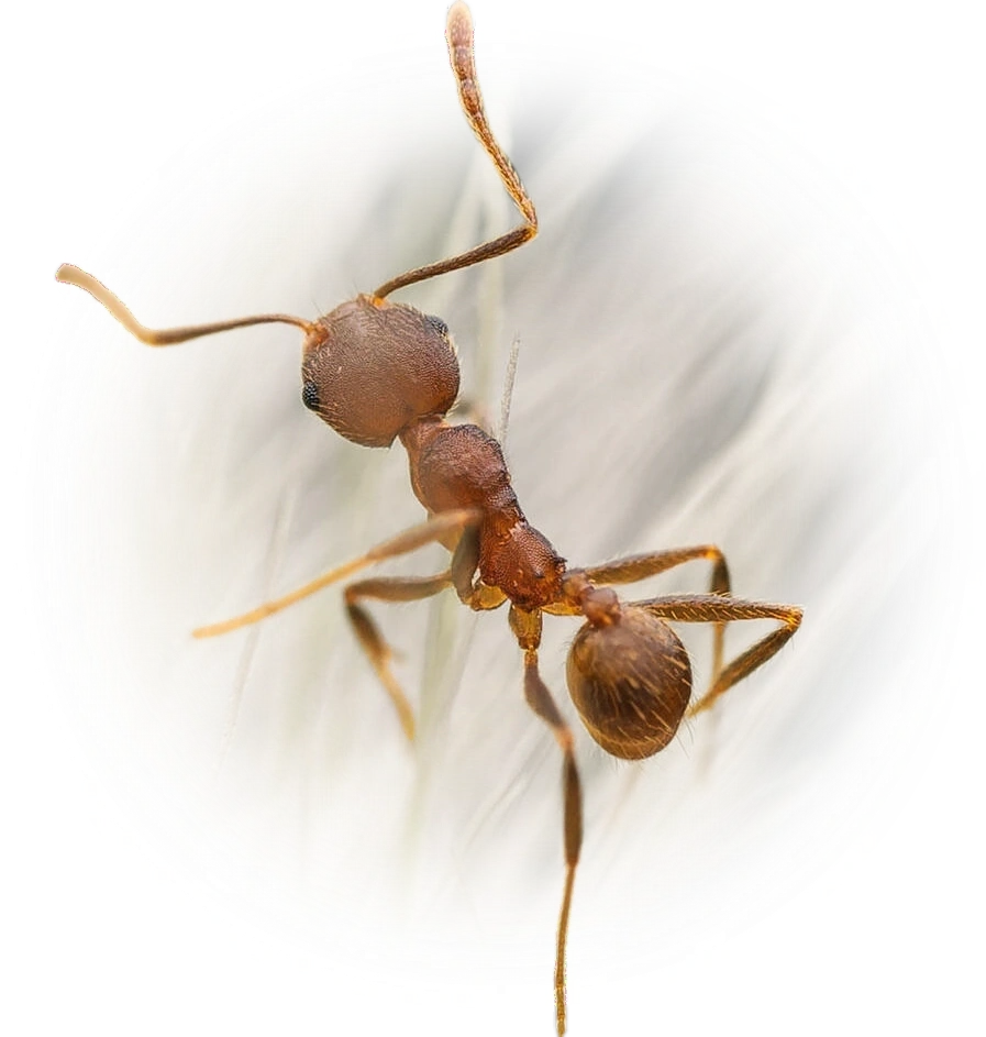 Scientific illustration of Pheidole inversa ant - showing key identification features including head, thorax, and gaster.