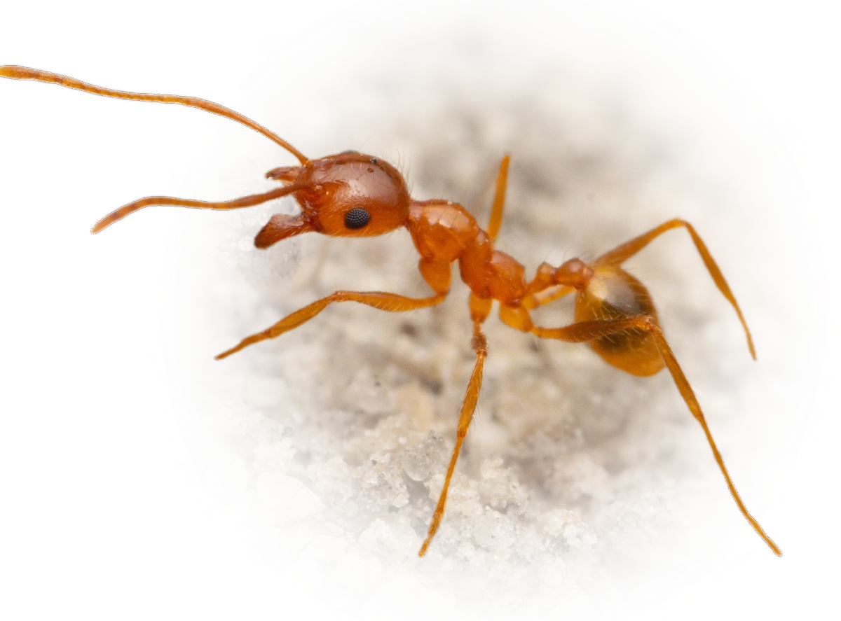 Pheidole morrisii