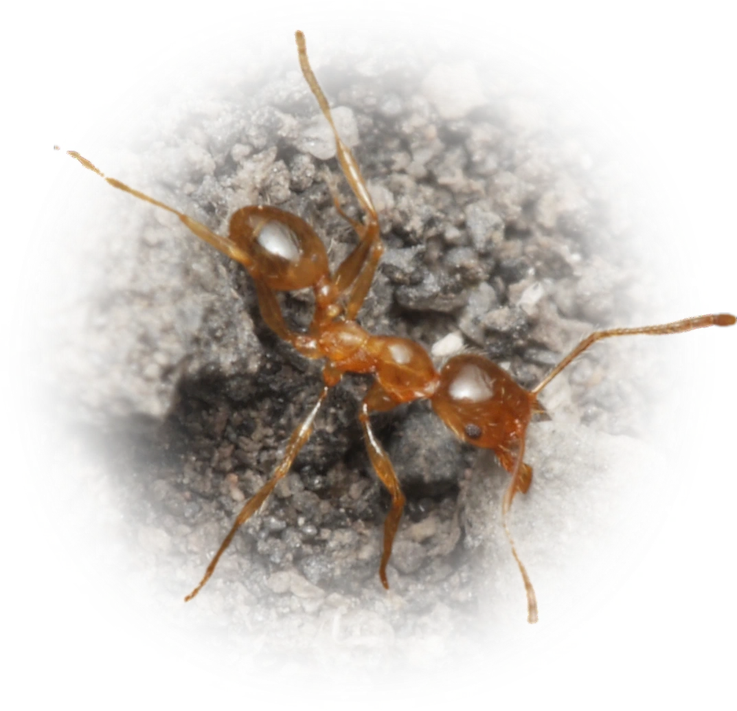 Pheidole pallidula