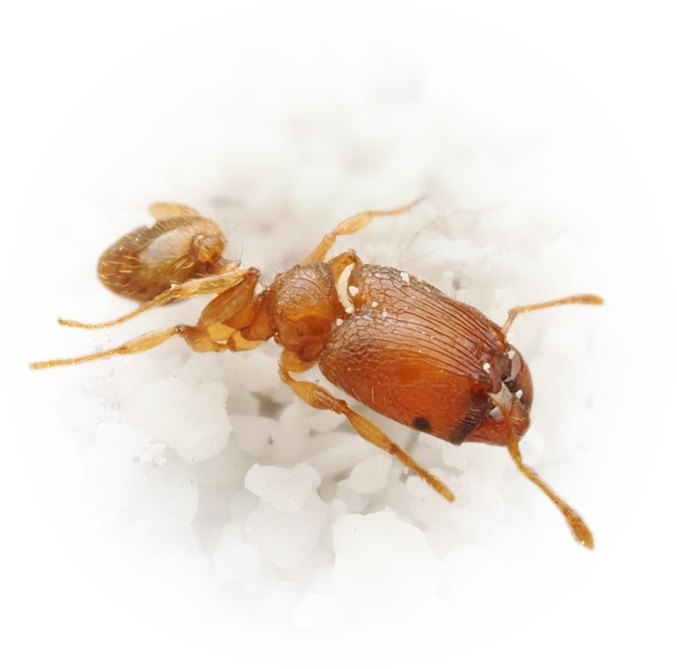 Scientific illustration of Pheidole parva ant - showing key identification features including head, thorax, and gaster.