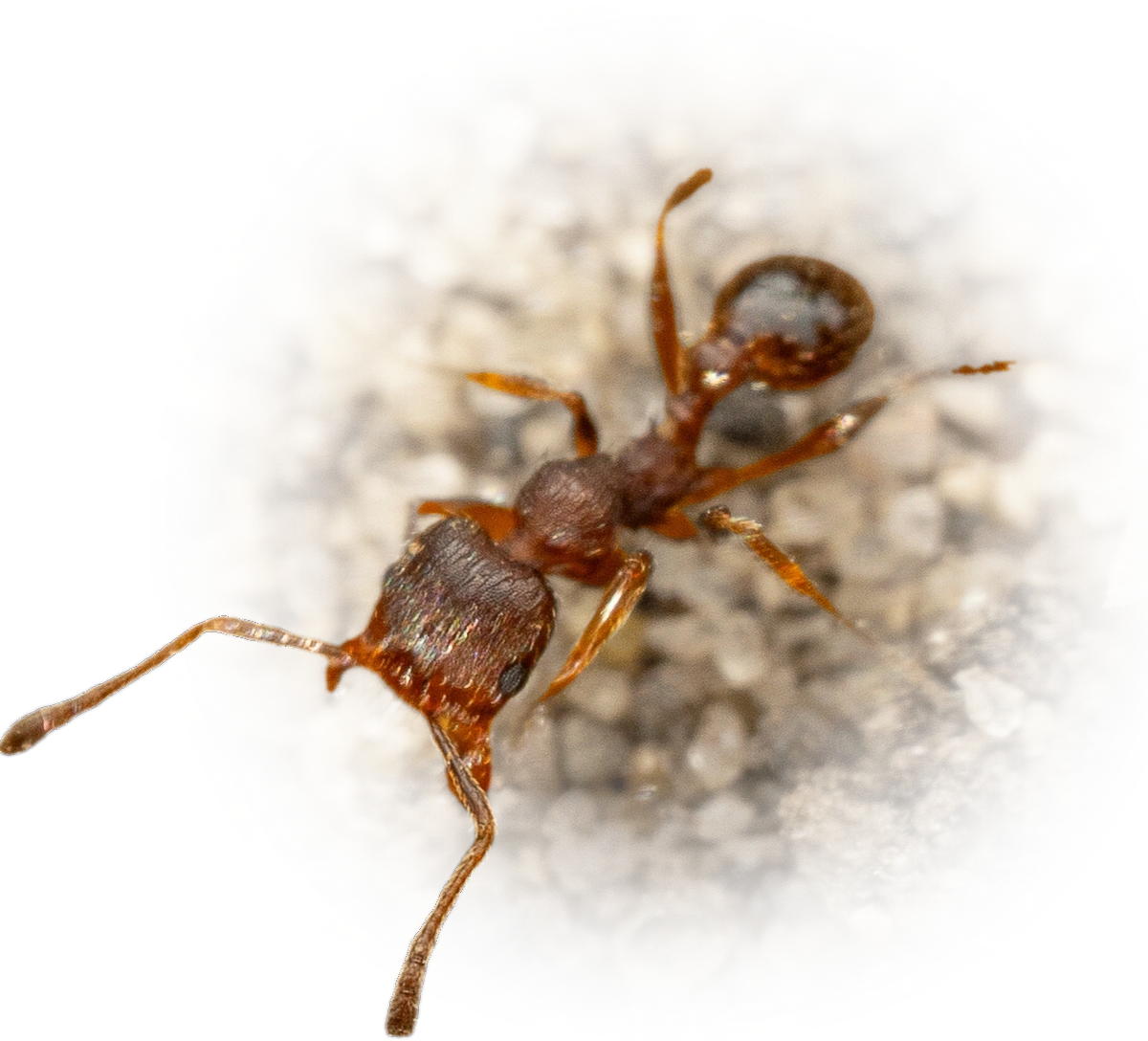 Pheidole pilifera