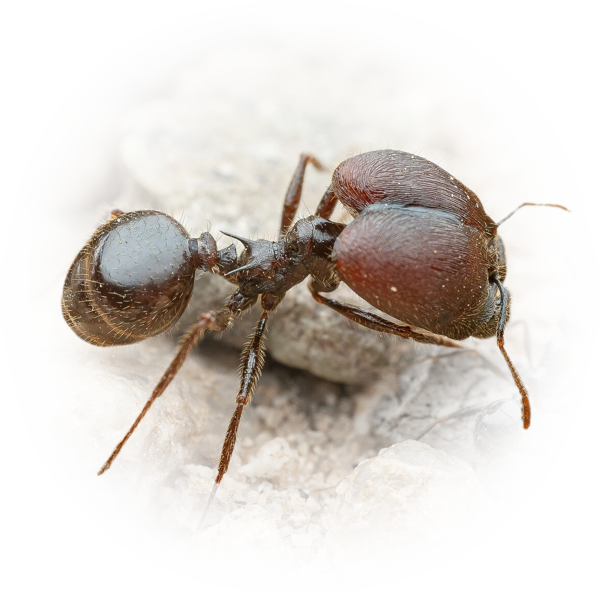 Pheidole rhea