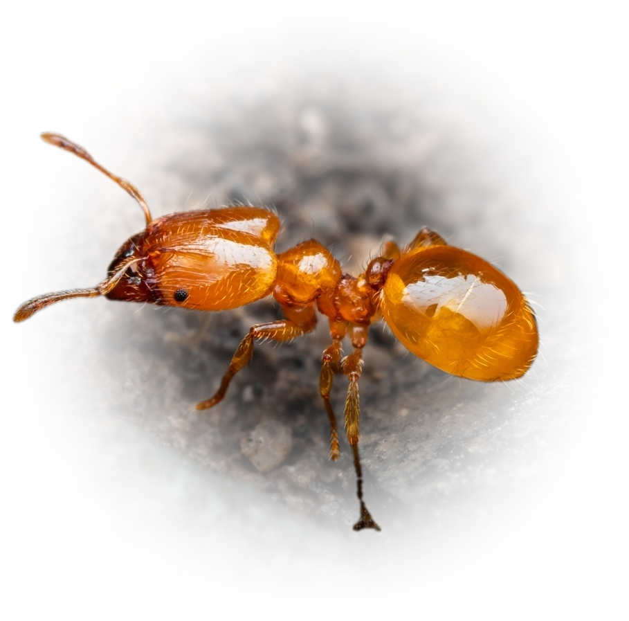 Scientific illustration of Pheidole tysoni ant - showing key identification features including head, thorax, and gaster.